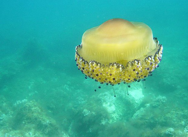 水母,奇怪的動物