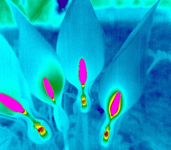 PYROVIEWxʹa(chn)^׃ÿҊ